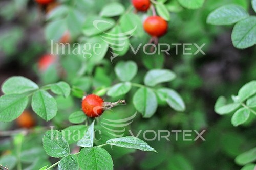 Background / texture royalty free stock image #244389348