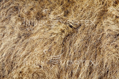 Background / texture royalty free stock image #245068268