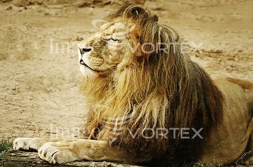 Animal / wildlife royalty free stock image #245044604