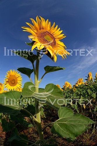 Industry / agriculture royalty free stock image #245410178