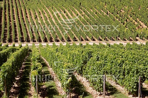 Industry / agriculture royalty free stock image #246651369