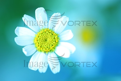 Flower royalty free stock image #248248588