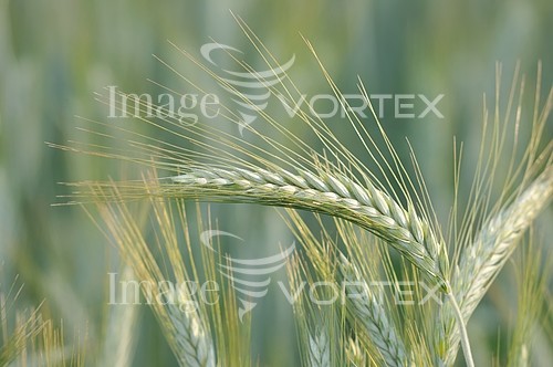 Industry / agriculture royalty free stock image #248628954