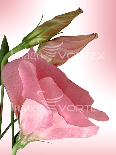 Flower royalty free stock image #248673565