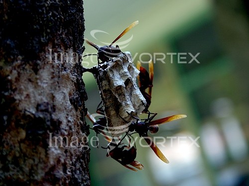 Insect / spider royalty free stock image #250809338