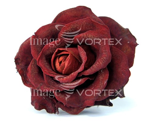 Flower royalty free stock image #250639021