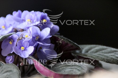 Flower royalty free stock image #250218755