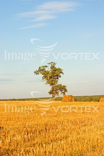 Nature / landscape royalty free stock image #251282549