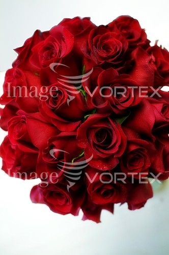 Flower royalty free stock image #251626426