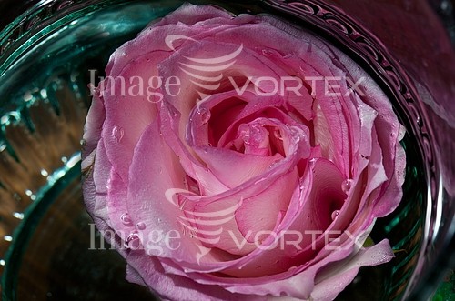 Flower royalty free stock image #251496757