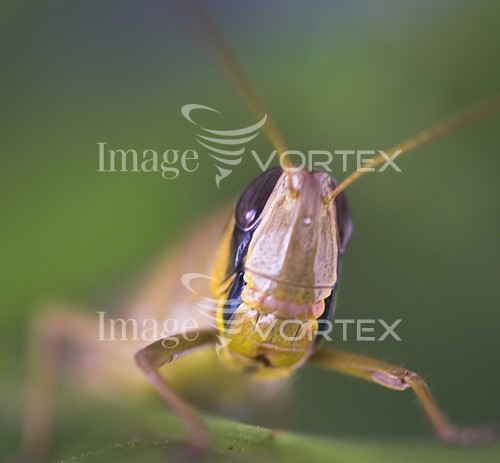 Insect / spider royalty free stock image #255409973