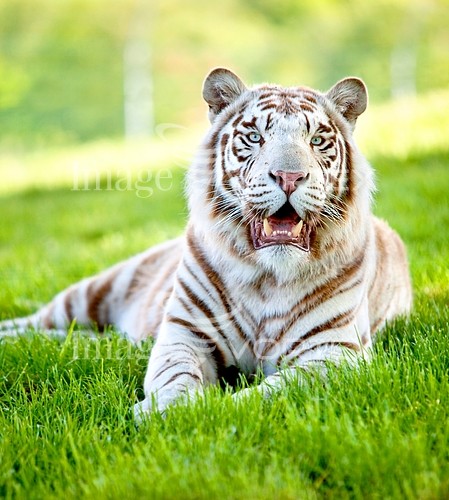 Animal / wildlife royalty free stock image #255920105