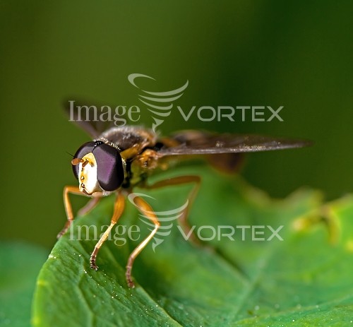 Insect / spider royalty free stock image #256375374