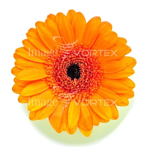 Flower royalty free stock image #256022661