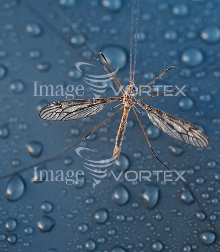 Insect / spider royalty free stock image #256534828