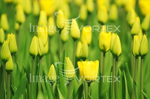 Flower royalty free stock image #256359352