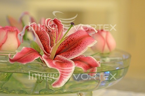 Flower royalty free stock image #257652200