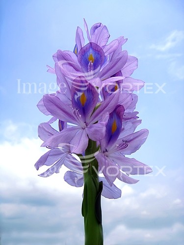 Flower royalty free stock image #257168123