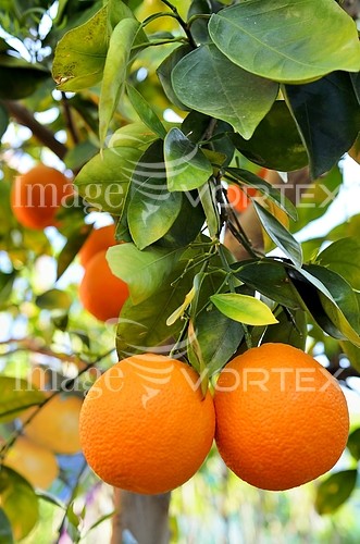 Food / drink royalty free stock image #257594659