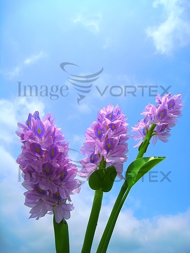 Flower royalty free stock image #258655916