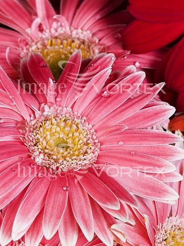 Flower royalty free stock image #264244703