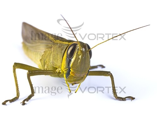 Insect / spider royalty free stock image #264461378