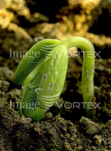 Industry / agriculture royalty free stock image #265383838