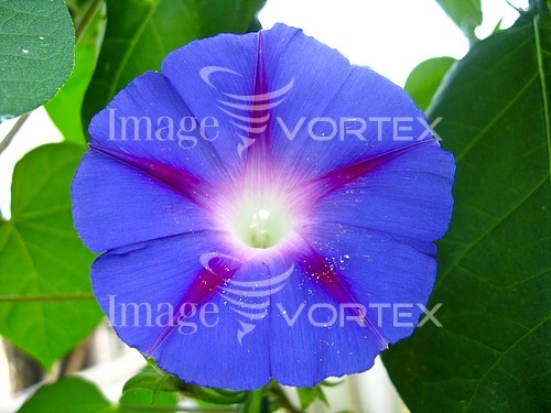 Flower royalty free stock image #265839134