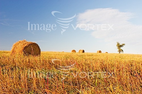 Industry / agriculture royalty free stock image #266455297
