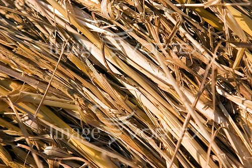 Industry / agriculture royalty free stock image #266881770