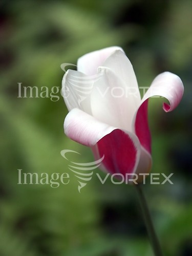 Flower royalty free stock image #267444436