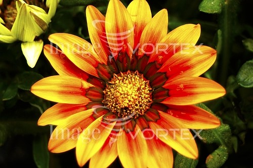 Flower royalty free stock image #267100615