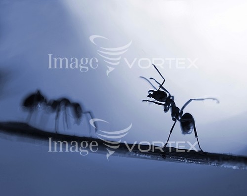Insect / spider royalty free stock image #269862116
