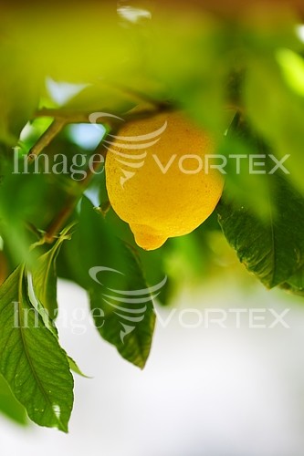 Food / drink royalty free stock image #269711285