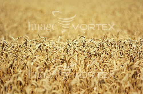 Industry / agriculture royalty free stock image #274512384