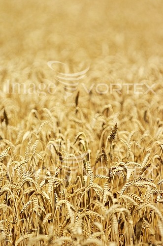 Industry / agriculture royalty free stock image #274539773