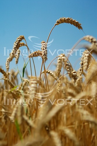 Industry / agriculture royalty free stock image #274920689