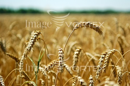 Industry / agriculture royalty free stock image #274938024
