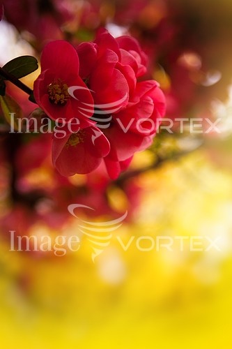 Flower royalty free stock image #276857700