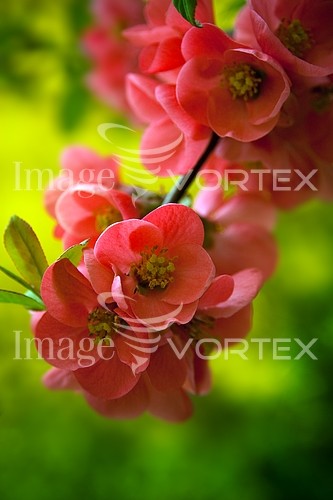 Flower royalty free stock image #276862803