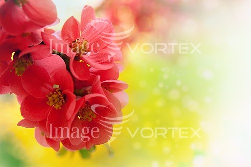 Flower royalty free stock image #276907403