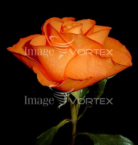 Flower royalty free stock image #278485649
