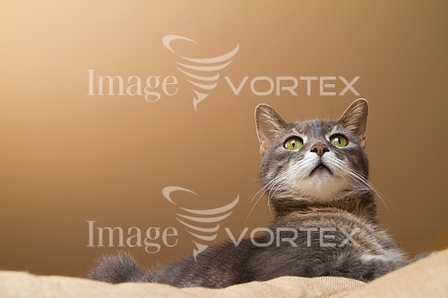Pet / cat / dog royalty free stock image #280937962