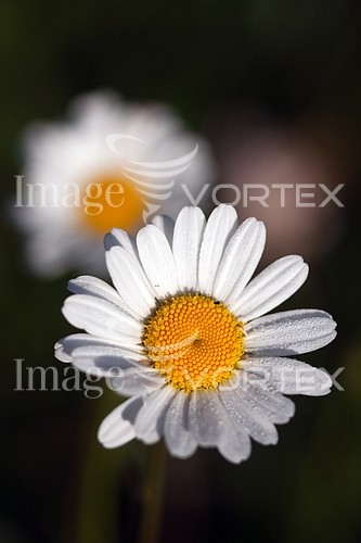 Flower royalty free stock image #281349626