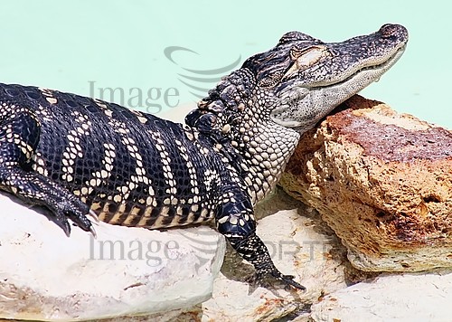 stock_alligator_reptile_sleep_crocodile_baby-282399713.jpg