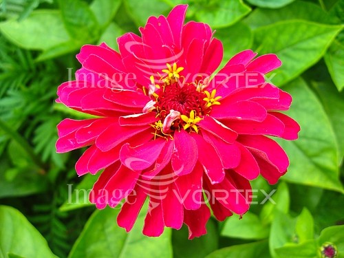 Flower royalty free stock image #283681560
