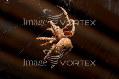 Insect / spider royalty free stock image #285909541
