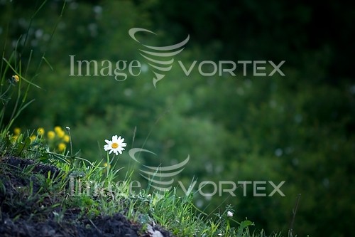 Flower royalty free stock image #287433834