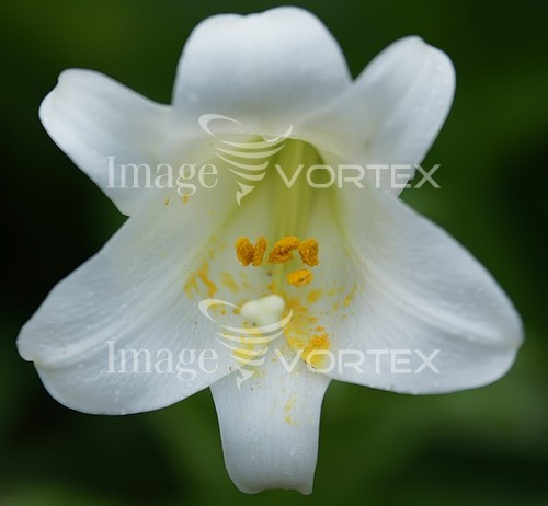 Flower royalty free stock image #287888401