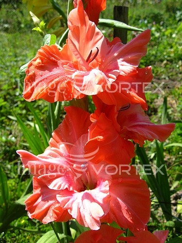 Flower royalty free stock image #289846088